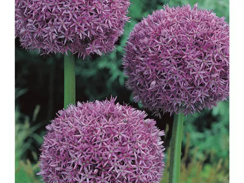 Allium 'Globemaster'