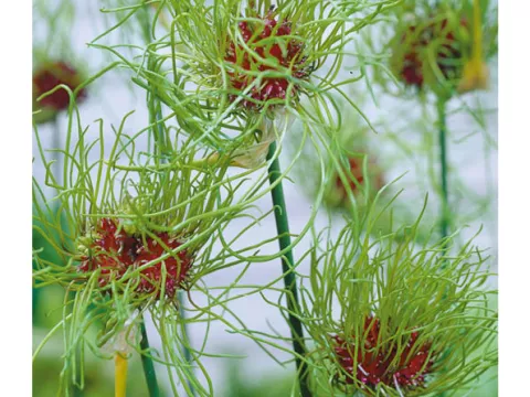Allium vineale 'Hair'