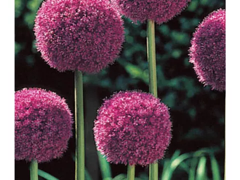 Allium 'His Excellency'