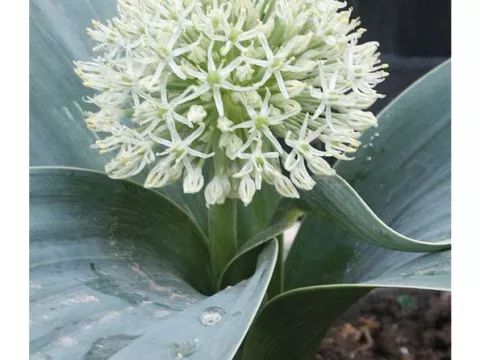 Allium karataviense 'Ivory Queen'