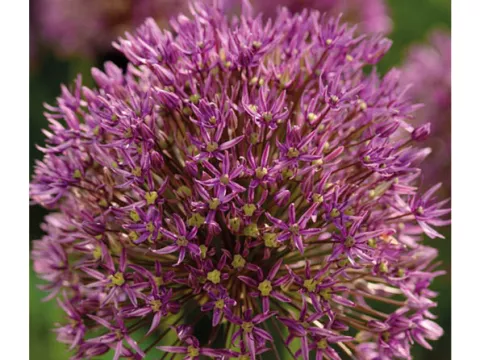 Allium 'Jackpot'