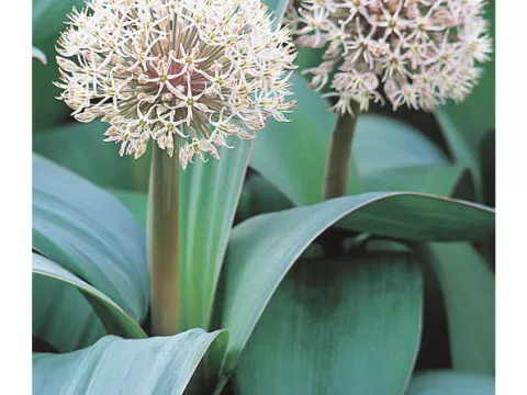 Allium karataviense