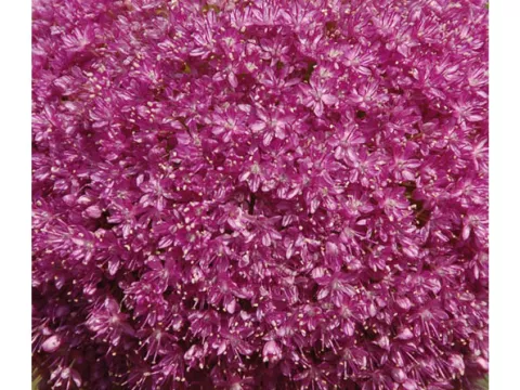 Allium 'Lucy Bal'
