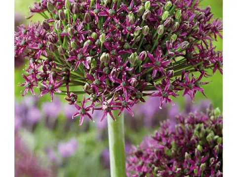Allium 'Magic'