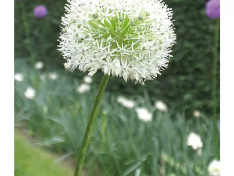 Allium 'Mont Blanc'