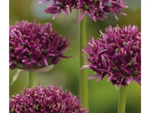 Allium 'Mercurius'