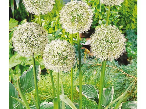 Allium 'Mount Everest'