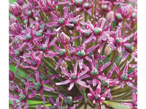 Allium 'Miami'
