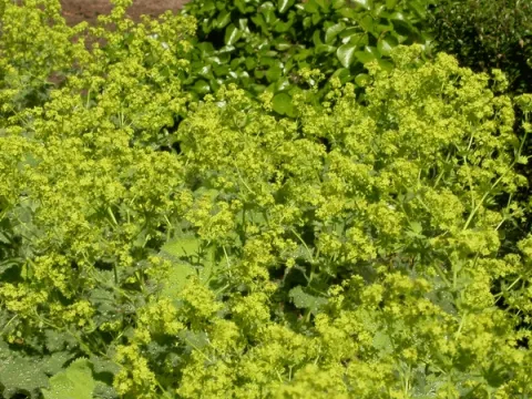 Alchemilla mollis