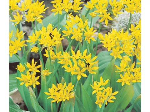 Allium moly (Luteum)