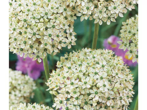 Allium 'Multibulbosum' (NIGRUM)