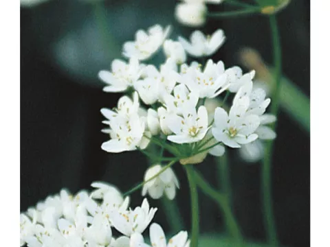Allium 'Neapolitanum'