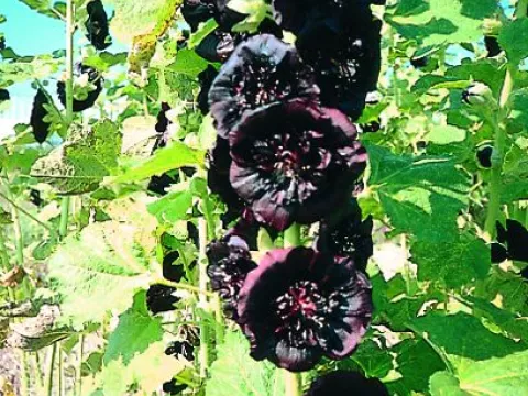 Alcea rosea 'Nigra'