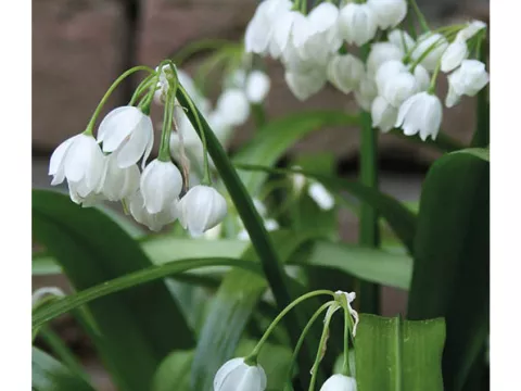 Allium paradoxum var. 'Normale'