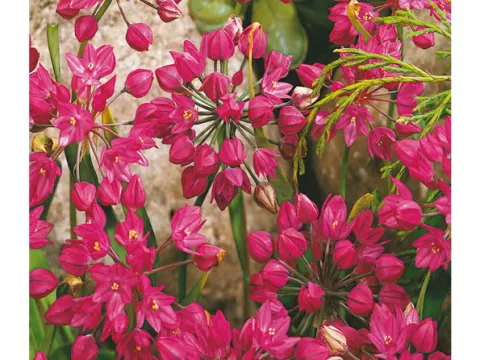 Allium 'Ostrowskianum'