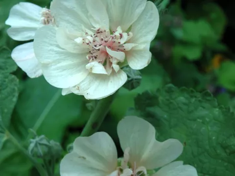 Alcea hybr. 'Park Allee'