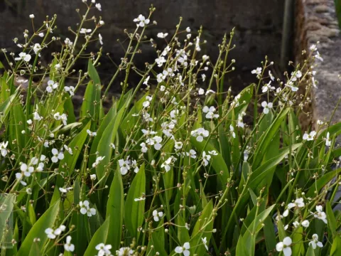 Alisma plantago-aquatica
