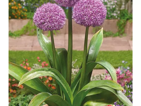 Allium 'Party Balloons'