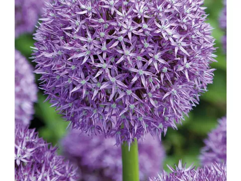 Allium 'Purple Caila'