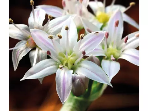 Allium plummerae