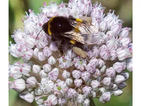 Allium ampeloprasum 'Ping Pong'