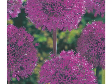 Allium aflat. 'Purple Sensation'