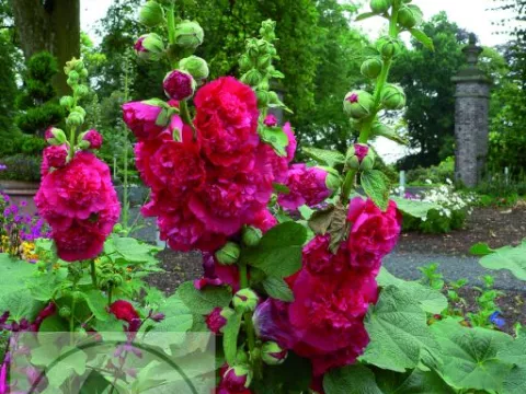 Alcea rosea 'Ch. D. Red'