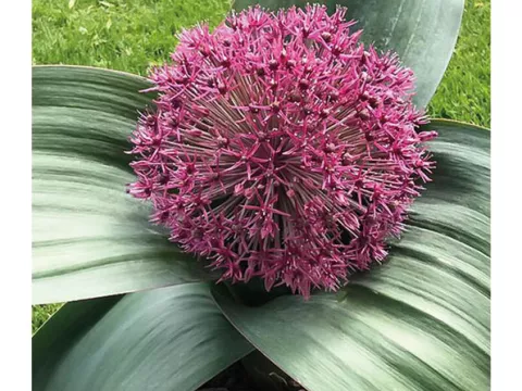 Allium karataviense 'Red Giant Star'