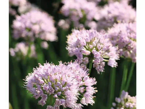 Allium 'Summer Beauty'