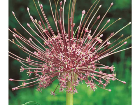 Allium schubertii