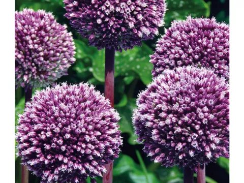 Allium 'Summer Drummer'