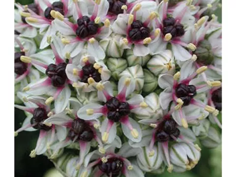 Allium 'Silverspring'
