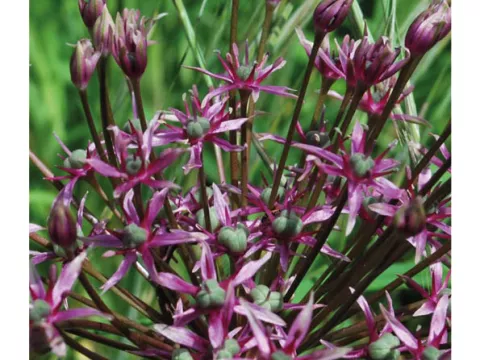 Allium 'Spider'