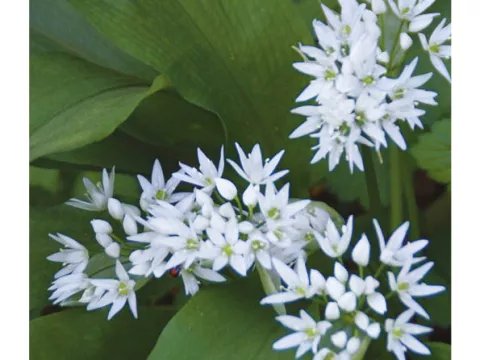Allium ursinum