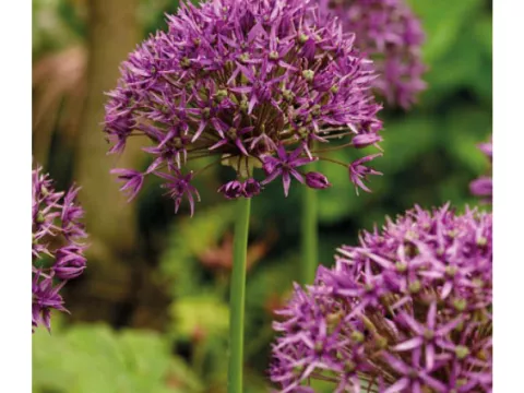 Allium 'Violet Beauty'
