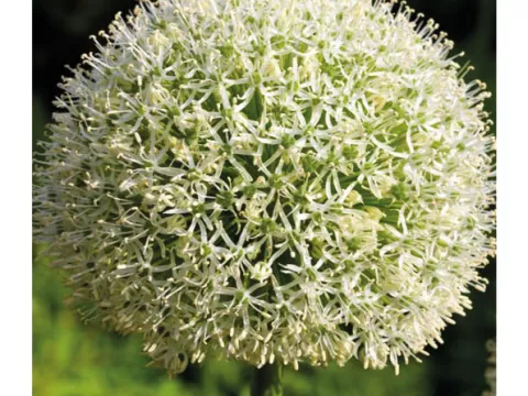Allium stipitatum 'White Giant'