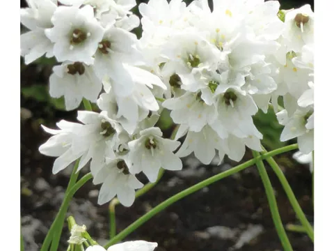 Allium 'Zebdanense'