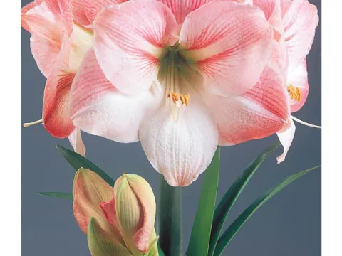 Amaryllis 'Appelblossom'