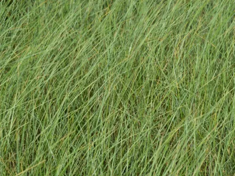 Ammophila arenaria (helmgras)