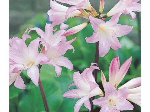 Amaryllis 'Belladonna'