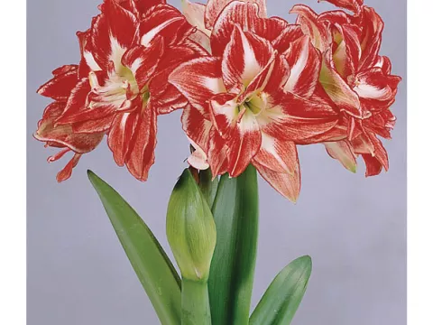 Amaryllis 'Exotic Peacock'