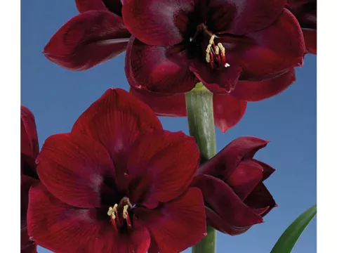 Amaryllis 'Grand Diva'