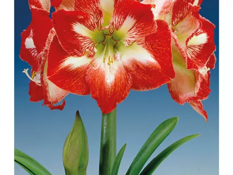 Amaryllis gestreept