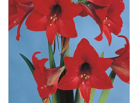 Amaryllis 'Grac. Pamela'
