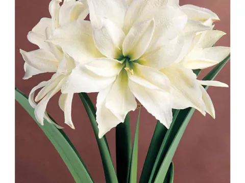 Amaryllis 'Jewel'