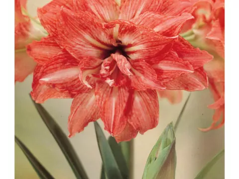 Amaryllis 'Lady Jane'