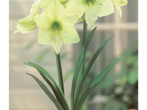 Amaryllis 'Lemon Lime'