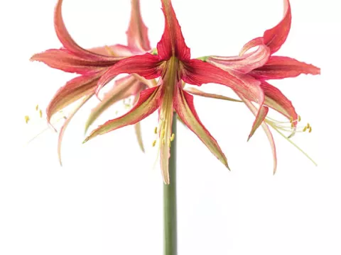 Amaryllis 'La Paz'