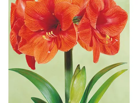 Amaryllis oranje