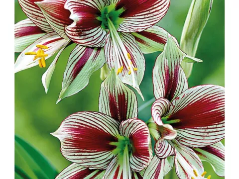 Amaryllis 'Papilio'